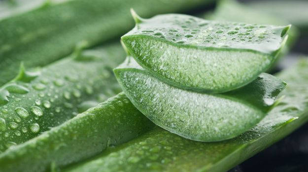 4-best-recipes-with-aloe-for-skin-and-hair-beauty-dailyfamily.ng 4-best-recipes-with-aloe-for-skin-and-hair-beauty-dailyfamily.ng