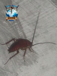Pastor orders members to eat cockroach during church service.dailyfamily.ng