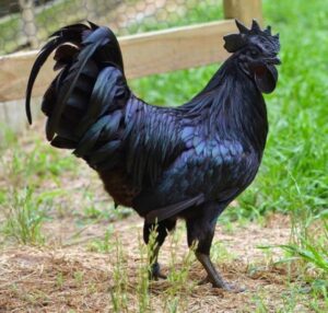 See world's most expensive Christmas chicken that cost #900,000 -dailyfamily.ng