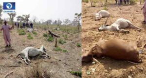 Herdsmen Loses over 73 cows in Reprisal Attack.dailyfamily.ng