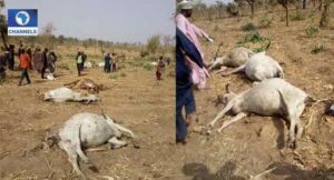 Herdsmen Loses over 73 cows in Reprisal Attack.dailyfamily.ng