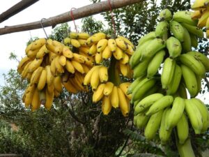 7 Health Benefits of Banana-dailyfamily.ng