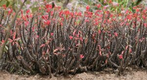 See How Strange Flower Terrifies Family, Making Terrible Noise -dailyfamily.ng