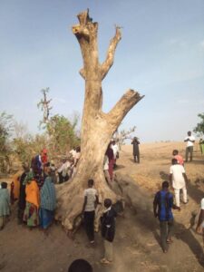 See Strange Things Discovered In a Tree That Attracted Crowd To It...you won't believe it