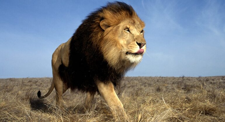 My Wife Appeared to me as a Lion, I stabbed her to Death, Says Husband-dailyfamily.ng